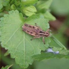 Phaulacridium vittatum (Wingless Grasshopper) at Hughes, ACT - 22 Dec 2020 by LisaH