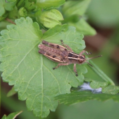 Phaulacridium vittatum (Wingless Grasshopper) at Hughes, ACT - 22 Dec 2020 by LisaH