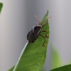 Musgraveia sulciventris (Bronze Orange Bug) at Hughes, ACT - 21 Dec 2020 by LisaH