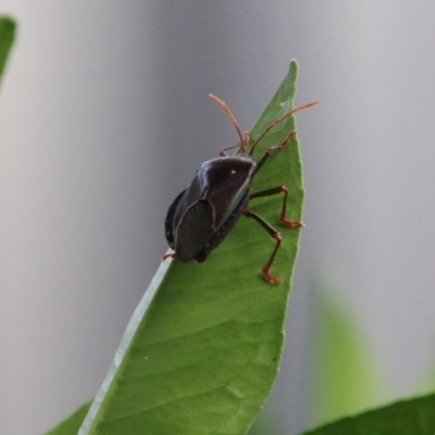 Musgraveia sulciventris (Bronze Orange Bug) at Hughes, ACT - 21 Dec 2020 by LisaH