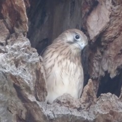 Falco cenchroides at O'Malley, ACT - 26 Dec 2020 04:34 PM