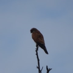 Falco cenchroides at O'Malley, ACT - 26 Dec 2020