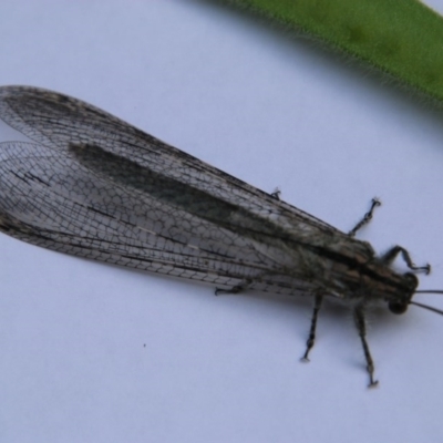 Heoclisis fundata (Antlion lacewing) at Hughes, ACT - 19 Dec 2020 by LisaH