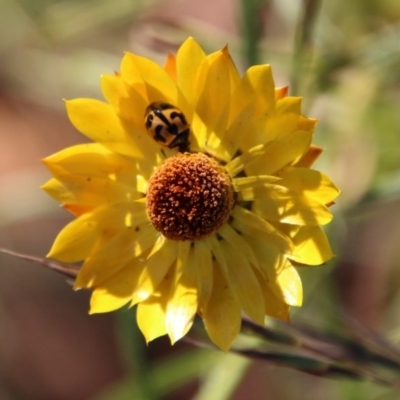 Coccinella transversalis (Transverse Ladybird) at Hughes, ACT - 13 Dec 2020 by LisaH