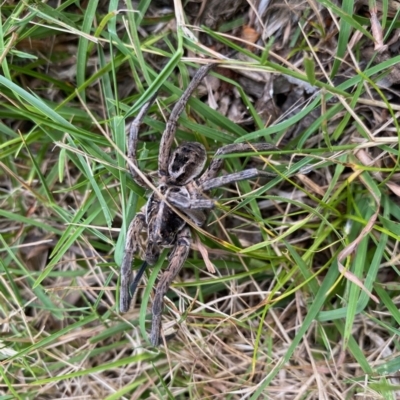 Tasmanicosa sp. (genus) (Unidentified Tasmanicosa wolf spider) at Mongarlowe, NSW - 27 Dec 2020 by LisaH