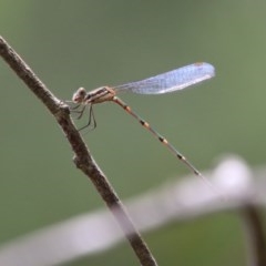 Austrolestes leda at QPRC LGA - 14 Dec 2020