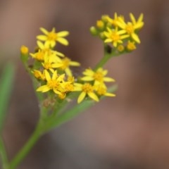 Senecio sp. (A Fireweed) at Mongarlowe, NSW - 3 Dec 2020 by LisaH