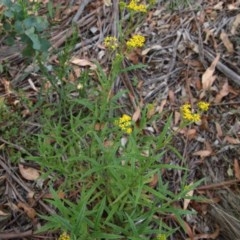 Senecio sp. at Mongarlowe, NSW - suppressed