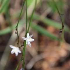 Caesia parviflora (Pale Grass-lily) at Mongarlowe River - 3 Dec 2020 by LisaH