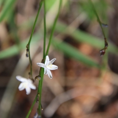 Caesia parviflora (Pale Grass-lily) at Mongarlowe River - 3 Dec 2020 by LisaH