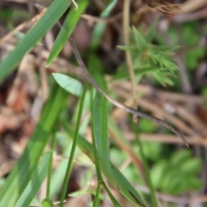 Caesia parviflora at Mongarlowe, NSW - suppressed