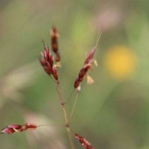 Sorghum leiocladum at Mongarlowe, NSW - suppressed