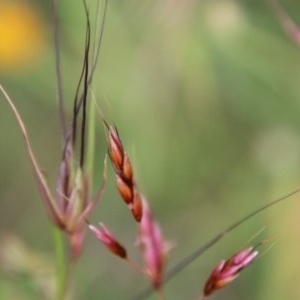 Sorghum leiocladum at Mongarlowe, NSW - suppressed