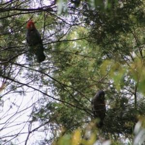 Callocephalon fimbriatum at Mongarlowe, NSW - suppressed