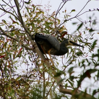 Egretta novaehollandiae (White-faced Heron) at Mongarlowe River - 14 Dec 2020 by LisaH