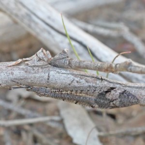 Glenoleon pulchellus at O'Connor, ACT - 27 Dec 2020 10:00 AM