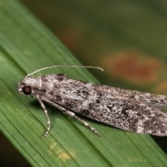 Heteromicta pachytera at Melba, ACT - 12 Dec 2020