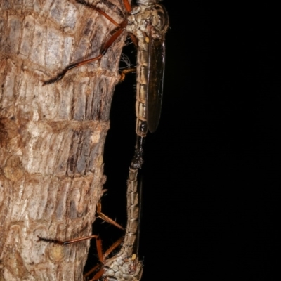 Cerdistus sp. (genus) (Yellow Slender Robber Fly) at Melba, ACT - 12 Dec 2020 by kasiaaus