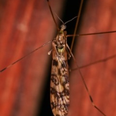 Limoniidae (family) (Unknown Limoniid Crane Fly) at Melba, ACT - 12 Dec 2020 by kasiaaus