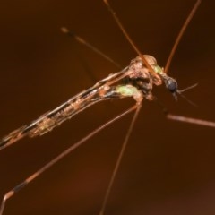 Limoniidae (family) at Melba, ACT - 12 Dec 2020 10:23 PM