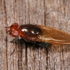Lauxaniidae (family) (Unidentified lauxaniid fly) at Melba, ACT - 12 Dec 2020 by kasiaaus