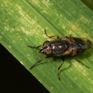 Stomorhina discolor at Melba, ACT - 12 Dec 2020