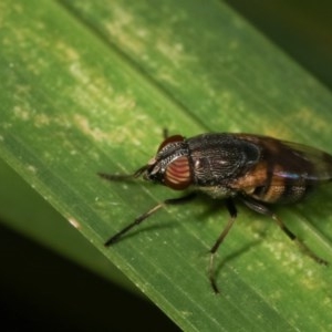 Stomorhina discolor at Melba, ACT - 12 Dec 2020