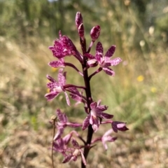 Dipodium punctatum (Blotched Hyacinth Orchid) at Tuggeranong DC, ACT - 27 Dec 2020 by TinkaTutu