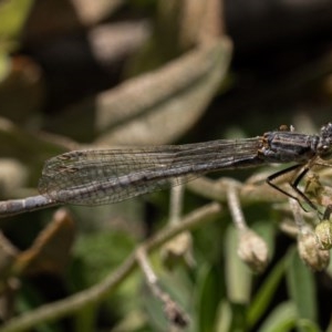 Ischnura heterosticta at Molonglo Gorge - 27 Dec 2020