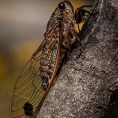 Galanga labeculata (Double-spotted cicada) at Molonglo Gorge - 27 Dec 2020 by trevsci