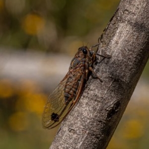 Galanga labeculata at Kowen, ACT - 27 Dec 2020