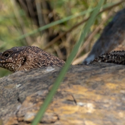 Egernia cunninghami (Cunningham's Skink) at Carwoola, NSW - 27 Dec 2020 by trevsci