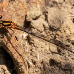 Nososticta solida (Orange Threadtail) at Kowen, ACT - 27 Dec 2020 by trevsci