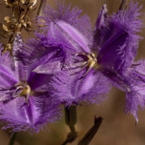 Thysanotus tuberosus subsp. tuberosus at The Ridgeway, NSW - 27 Dec 2020 11:22 AM