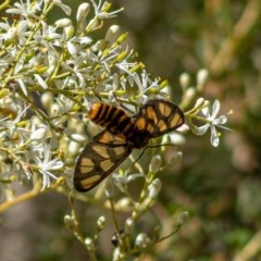 Amata (genus) (Handmaiden Moth) at Molonglo Gorge - 27 Dec 2020 by trevsci