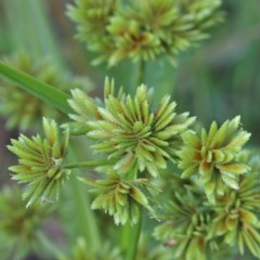 Cyperus eragrostis (Umbrella Sedge) at O'Connor, ACT - 27 Dec 2020 by ConBoekel