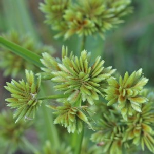 Cyperus eragrostis at O'Connor, ACT - 27 Dec 2020