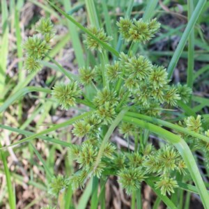 Cyperus eragrostis at O'Connor, ACT - 27 Dec 2020