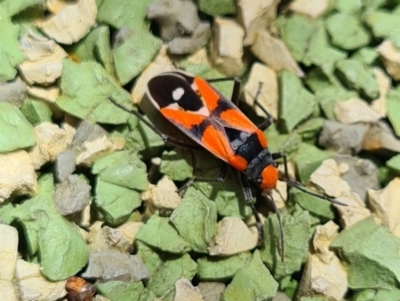 Melanerythrus mactans (A seed bug) at Molonglo Valley, ACT - 28 Dec 2020 by AaronClausen