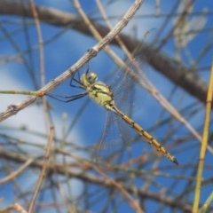 Hemicordulia tau (Tau Emerald) at Theodore, ACT - 26 Dec 2020 by Harrisi