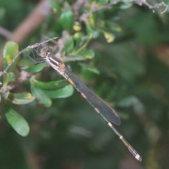 Austrolestes leda (Wandering Ringtail) at Tuggeranong Hill - 26 Dec 2020 by Harrisi