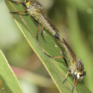 Zosteria rosevillensis at Acton, ACT - 27 Dec 2020