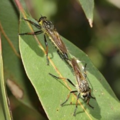 Zosteria rosevillensis at Acton, ACT - 27 Dec 2020