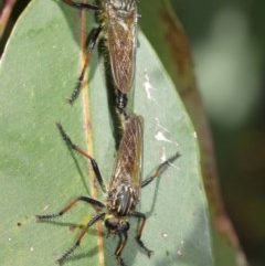 Zosteria rosevillensis at Acton, ACT - 27 Dec 2020