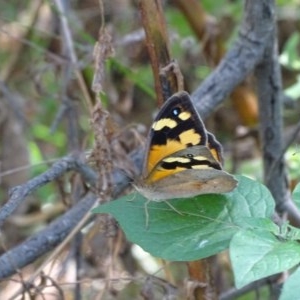 Heteronympha merope at Jerrabomberra, ACT - 27 Dec 2020