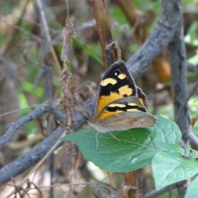 Heteronympha merope (Common Brown Butterfly) at Jerrabomberra, ACT - 27 Dec 2020 by Mike