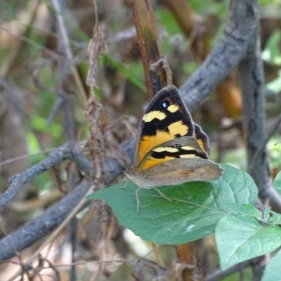 Heteronympha merope (Common Brown Butterfly) at Jerrabomberra, ACT - 26 Dec 2020 by Mike