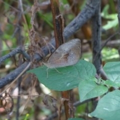 Heteronympha merope at Jerrabomberra, ACT - 27 Dec 2020