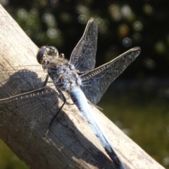 Orthetrum caledonicum (Blue Skimmer) at Isaacs, ACT - 27 Dec 2020 by Mike