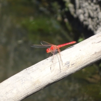 Diplacodes haematodes (Scarlet Percher) at Isaacs, ACT - 27 Dec 2020 by Mike